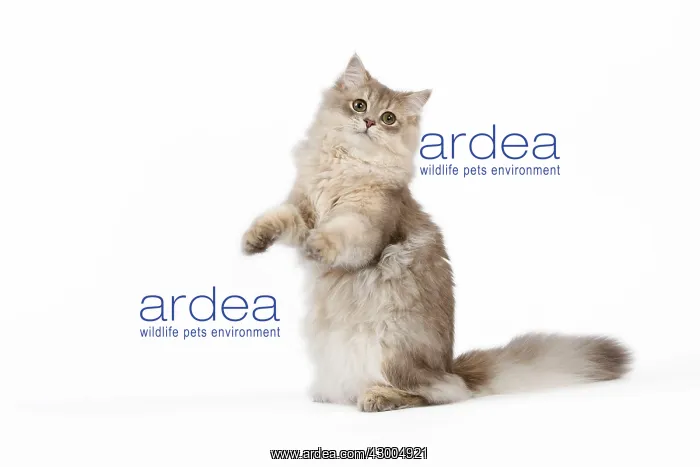 : Cat - British Longhair (Highland Straight) Golden Shaded : Cat - British Longhair (Highland Straight) Golden Shaded