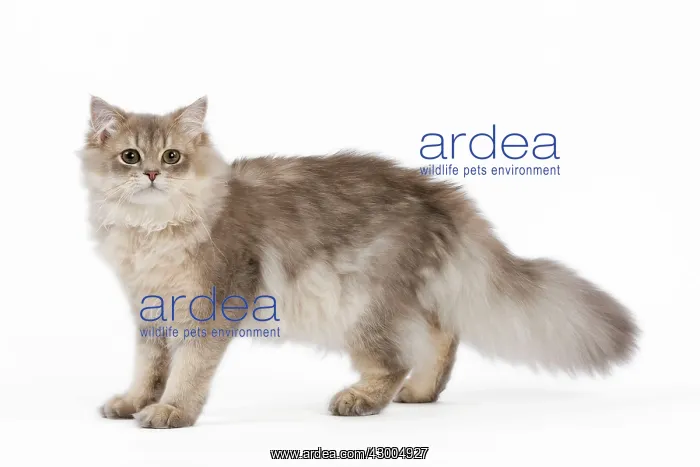 : Cat - British Longhair (Highland Straight) Golden Shaded : Cat - British Longhair (Highland Straight) Golden Shaded