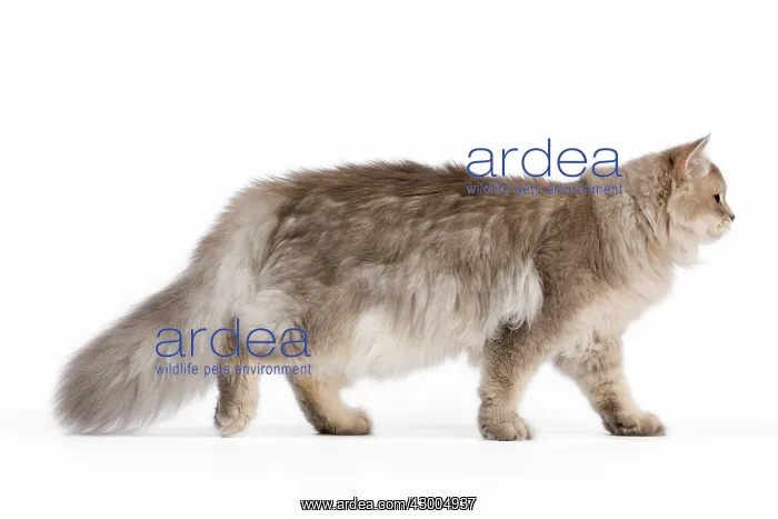 : Cat - British Longhair (Highland Straight) Golden Shaded : Cat - British Longhair (Highland Straight) Golden Shaded