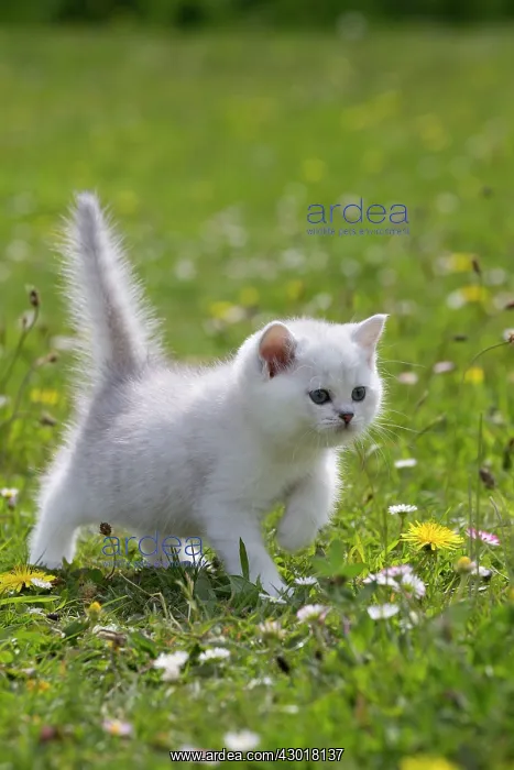  : Cat - British Longhair kitten