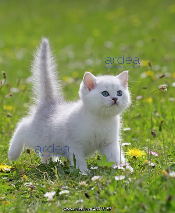  : Cat - British Longhair kitten