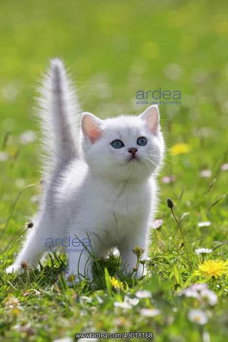  : Cat - British Longhair kitten