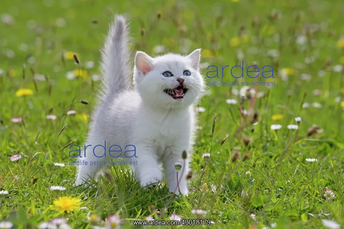  : Cat - British Longhair kitten