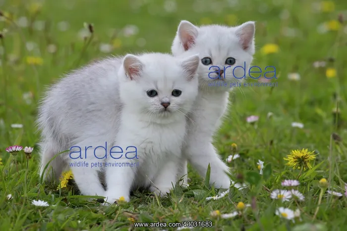 : Cat British Longhair. kitten in buttercups and daisies : Cat British Longhair. kitten in buttercups and daisies