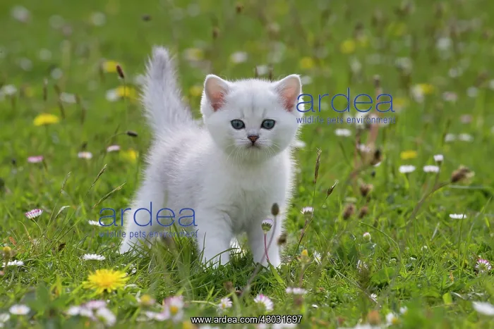 : Cat British Longhair. kitten in buttercups and daisies : Cat British Longhair. kitten in buttercups and daisies