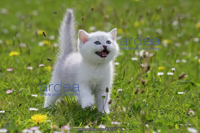 : Cat British Longhair. kitten in buttercups and daisies : Cat British Longhair. kitten in buttercups and daisies
