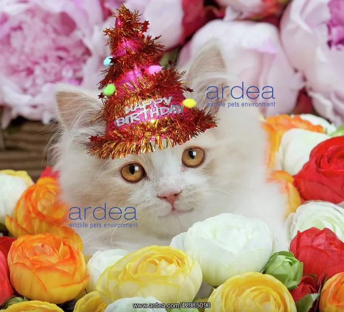 : Cat - British Longhair kitten amongst flowers : Cat - British Longhair kitten amongst flowers