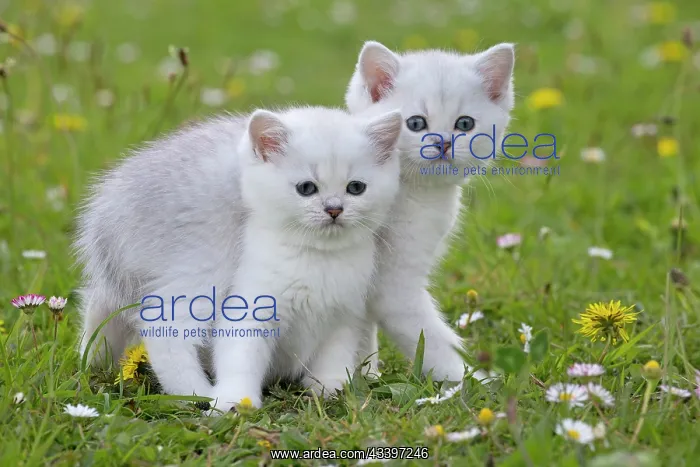  : Cat - British Longhair kittens