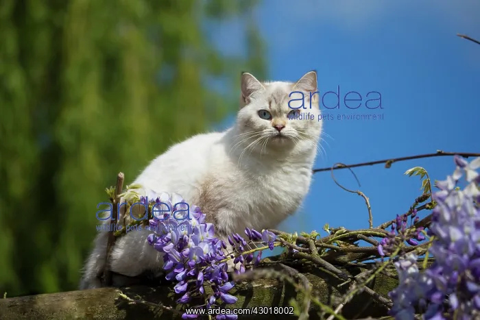  : Cat - British Longhair on roof