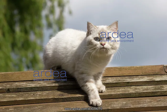  : Cat - British Longhair on roof