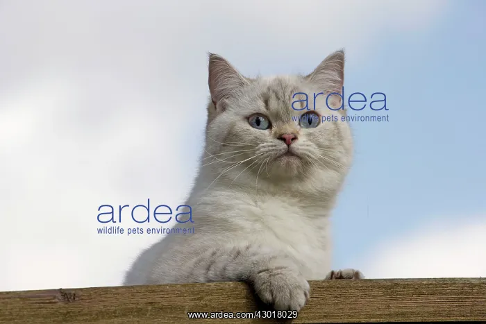  : Cat - British Longhair on roof