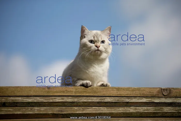  : Cat - British Longhair on roof