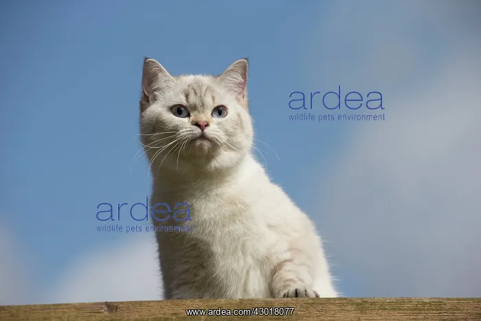  : Cat - British Longhair on roof