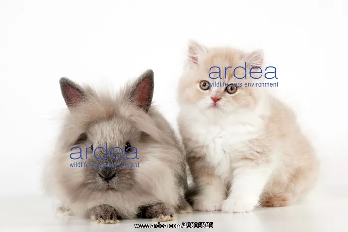 : CAT - British longhaired cat : CAT - British longhaired cat