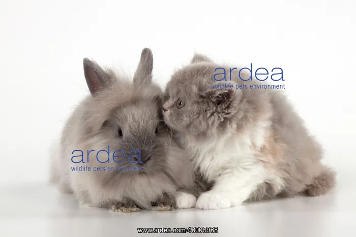 : CAT - British longhaired cat : CAT - British longhaired cat