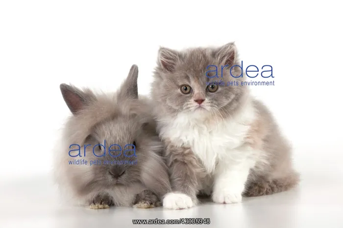 : CAT - British longhaired cat : CAT - British longhaired cat