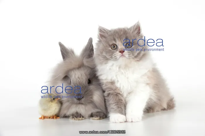 : CAT - British longhaired cat : CAT - British longhaired cat