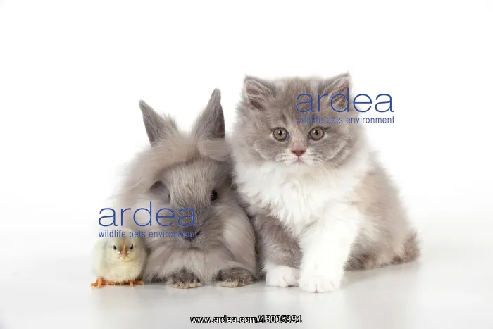 : CAT - British longhaired cat : CAT - British longhaired cat