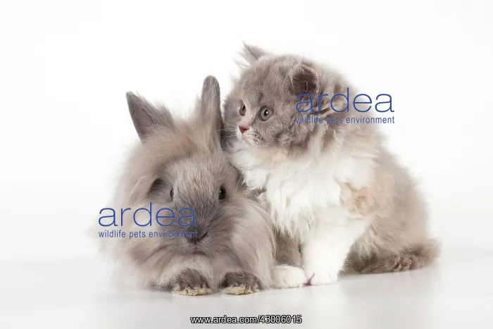: CAT - British longhaired cat : CAT - British longhaired cat