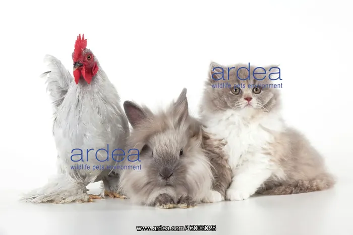 : CAT - British longhaired cat : CAT - British longhaired cat