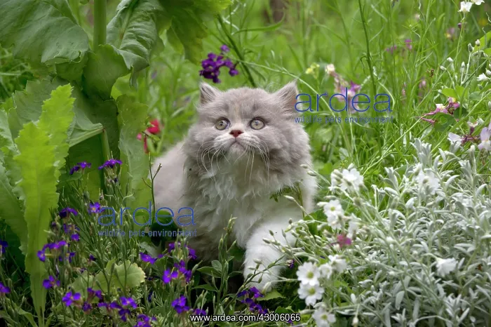  : CAT - British longhaired cat