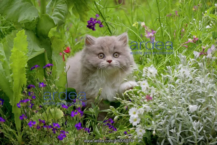  : CAT - British longhaired cat