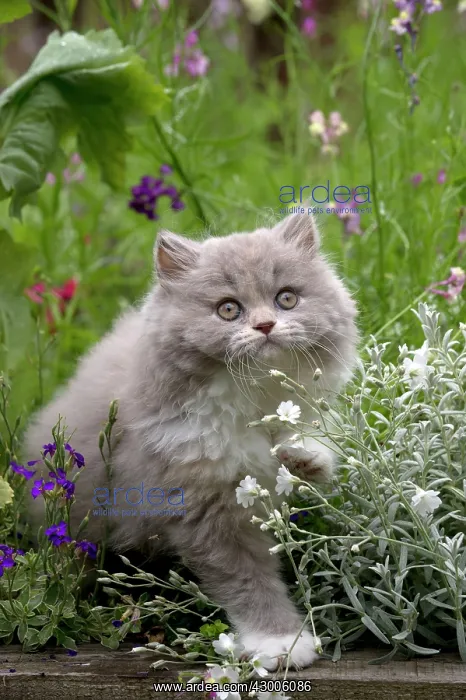  : CAT - British longhaired cat