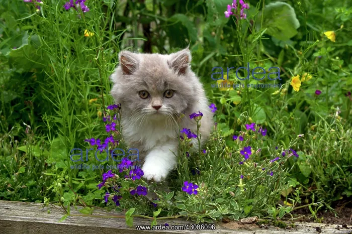  : CAT - British longhaired cat