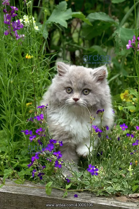  : CAT - British longhaired cat