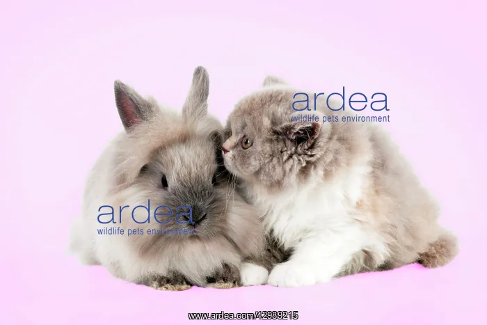 : CAT - British longhaired cat sitting with lionhead rabbit : CAT - British longhaired cat sitting with lionhead rabbit