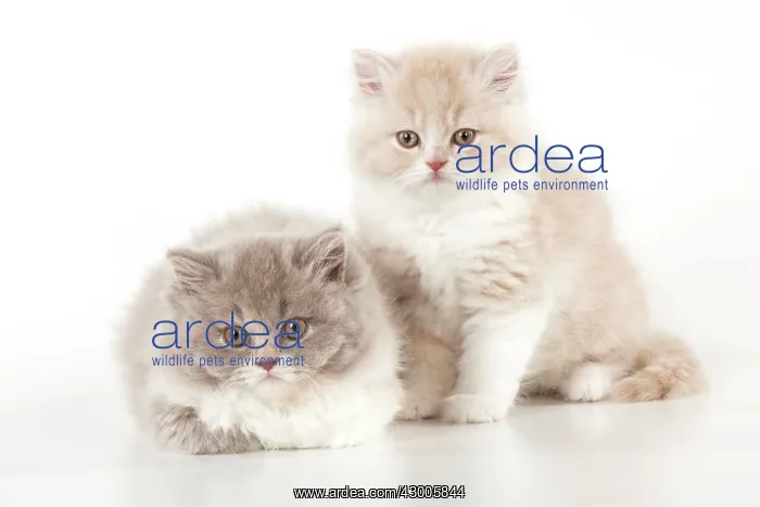 : CAT - British longhaired cats : CAT - British longhaired cats