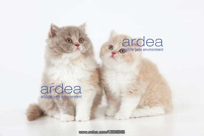 : CAT - British longhaired cats : CAT - British longhaired cats