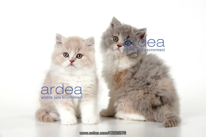 : CAT - British longhaired cats : CAT - British longhaired cats