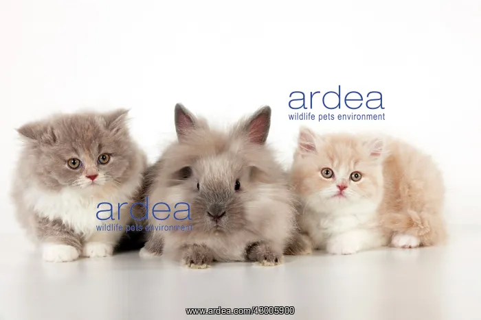 : CAT - British longhaired cats : CAT - British longhaired cats