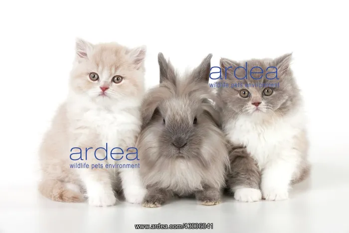 : CAT - British longhaired cats : CAT - British longhaired cats