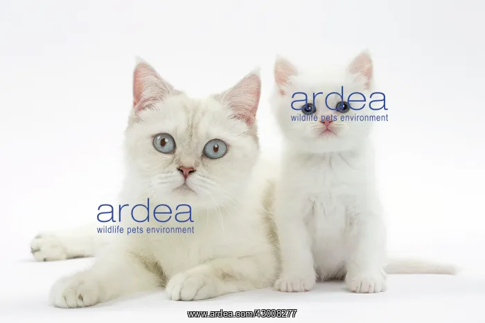  : Cat - British mother and kitten