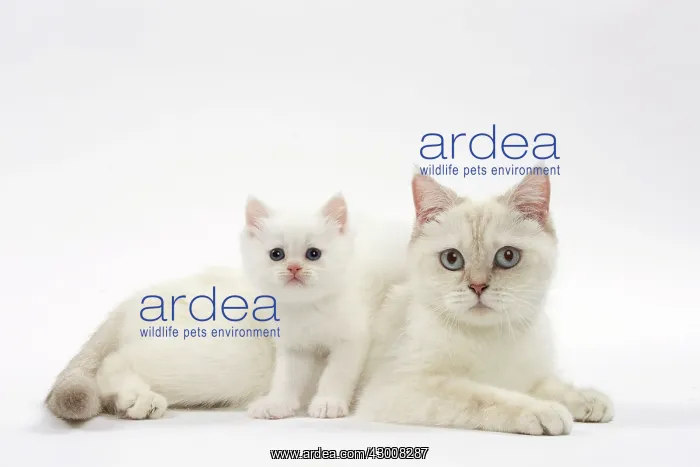  : Cat British mother and kitten