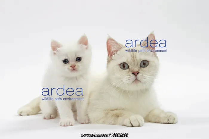  : Cat British mother and kitten