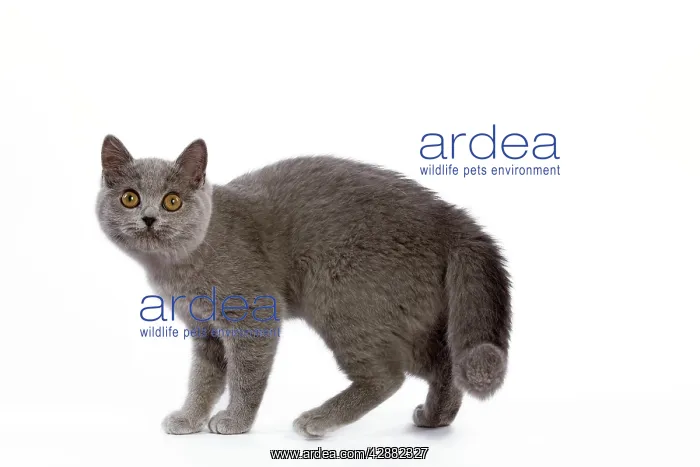  : Cat - British Short Hair Blue - Kitten