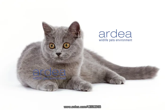 : Cat - British Short Hair Blue - Kitten lying down : Cat - British Short Hair Blue - Kitten lying down