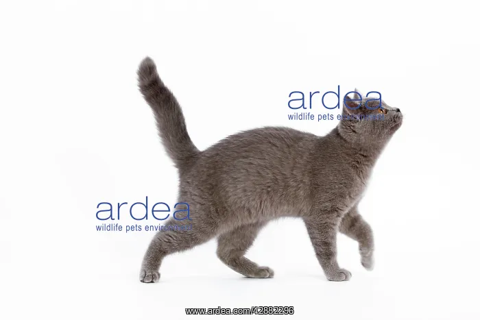 : Cat - British Short Hair Blue - Kitten walking - looking up : Cat - British Short Hair Blue - Kitten walking - looking up