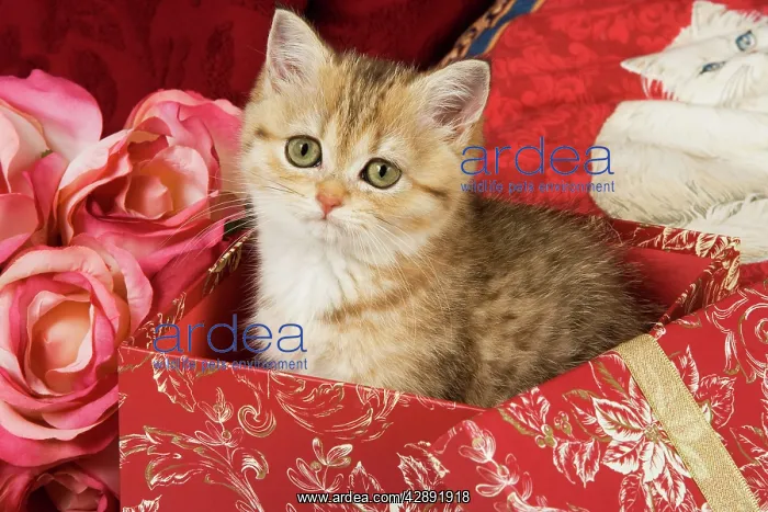  : Cat - British Short-hair kitten
