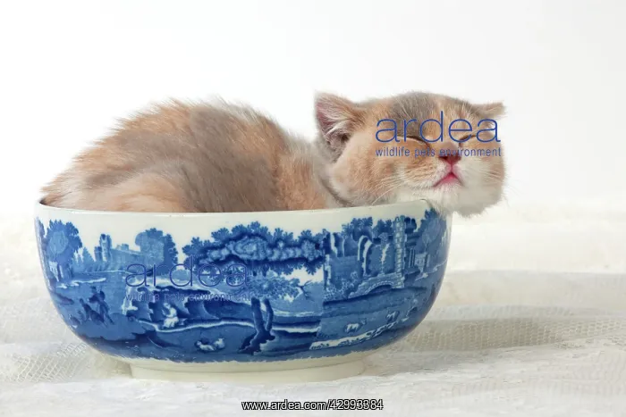 : Cat - British Short Haired 7 week old kitten : Cat - British Short Haired 7 week old kitten