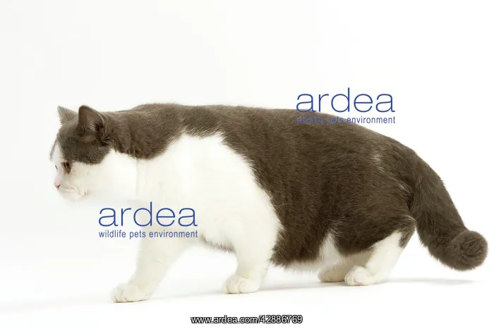 : Cat - British Short-haired, bicolor white and blue : Cat - British Short-haired, bicolor white and blue