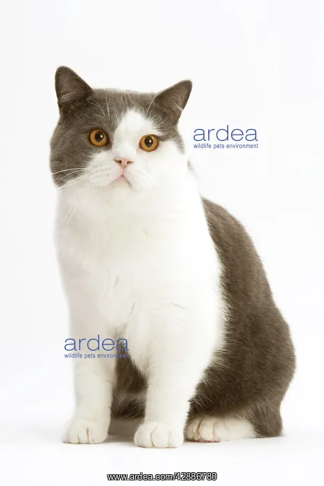 : Cat - British Short-haired, bicolor white and blue : Cat - British Short-haired, bicolor white and blue