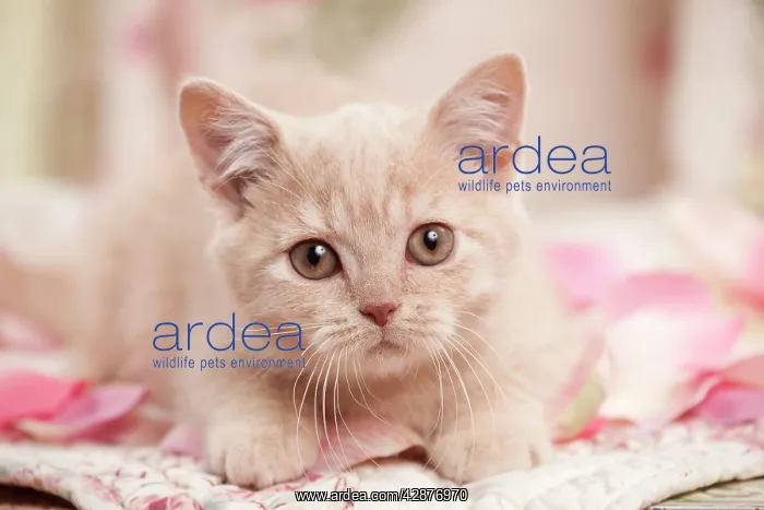  : Cat - British Shorthair 3 month old kitten