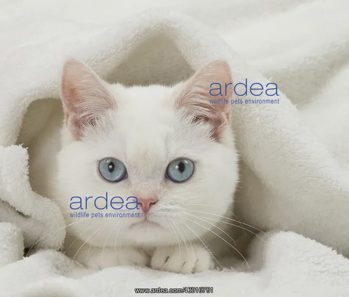 : Cat British Shorthair 4 month old kitten : Cat British Shorthair 4 month old kitten