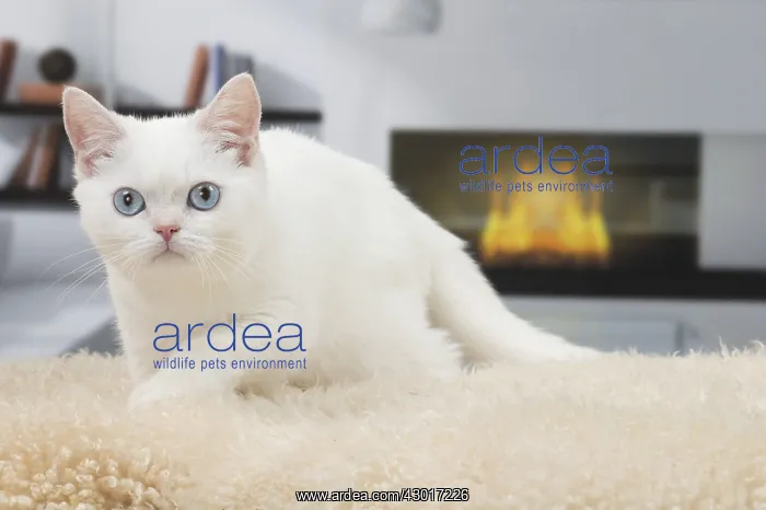  : Cat British Shorthair 4 month old kitten