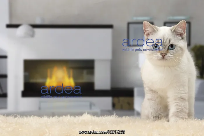 : Cat British Shorthair 4 month old kitten : Cat British Shorthair 4 month old kitten