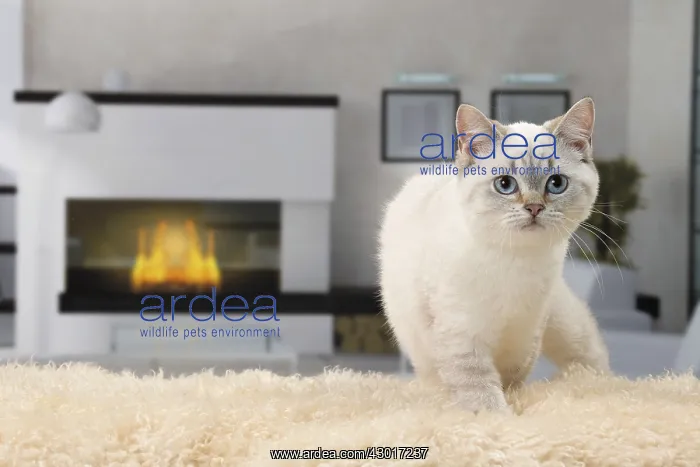  : Cat British Shorthair 4 month old kitten